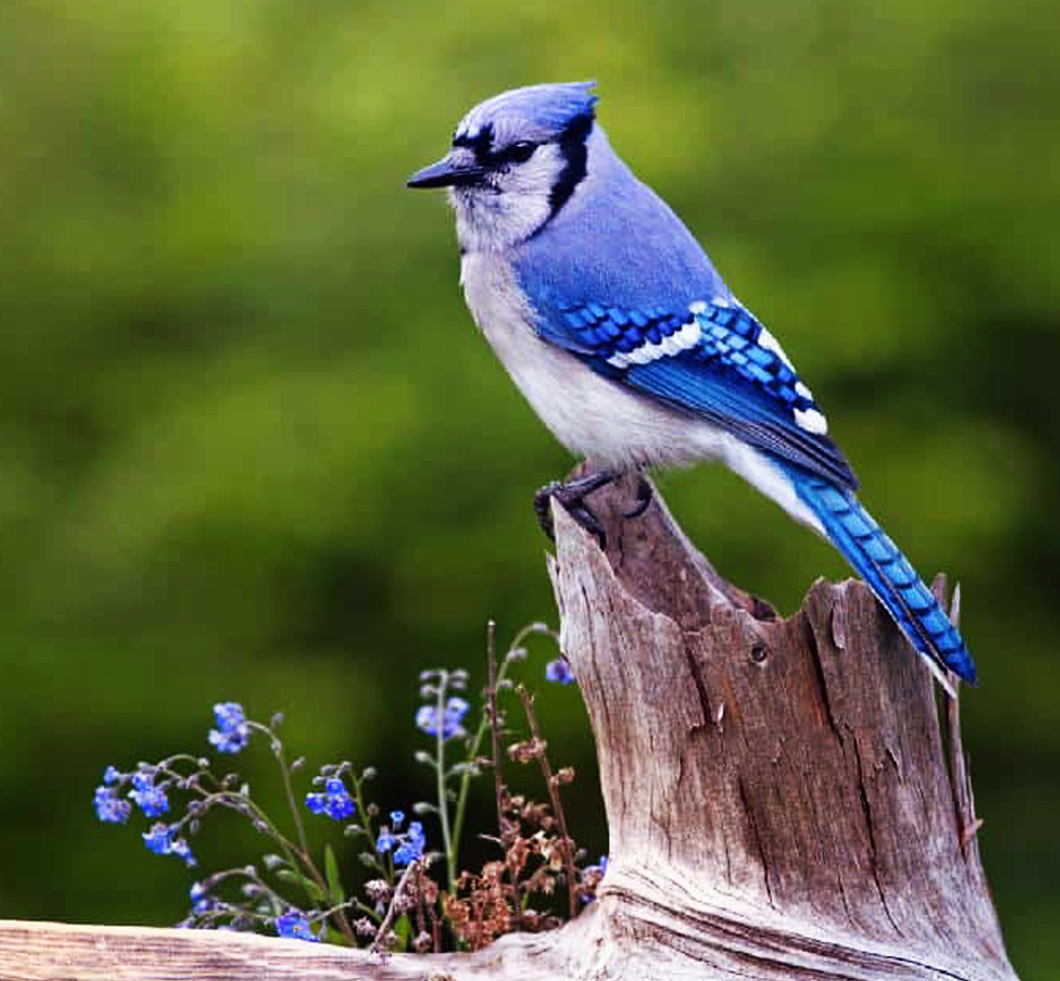 Birding with Seniors